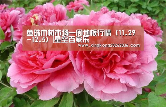 星空百家乐