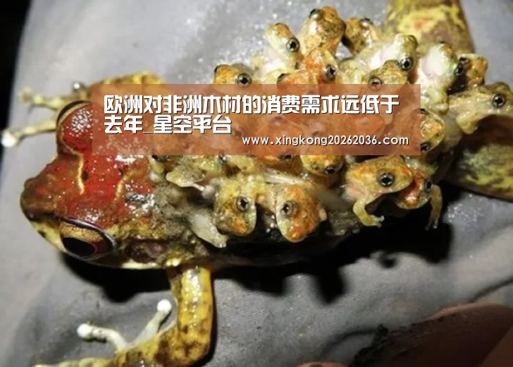 星空百家乐